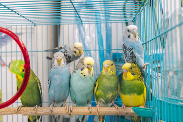 Wavy parrots sitting in a cage
