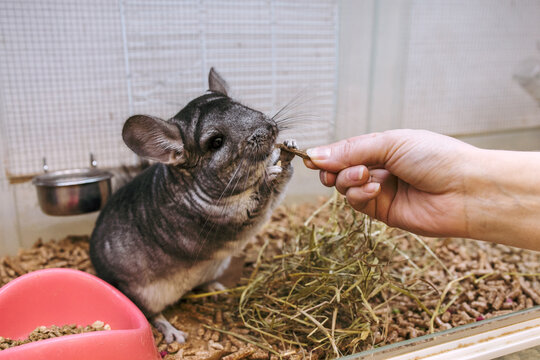 The chinchilla is fed by hand
