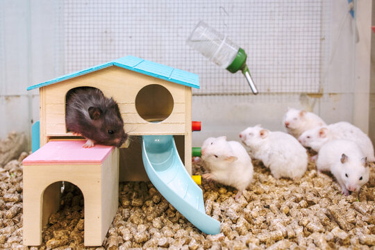 Hamsters in a pet shop window in the lodge