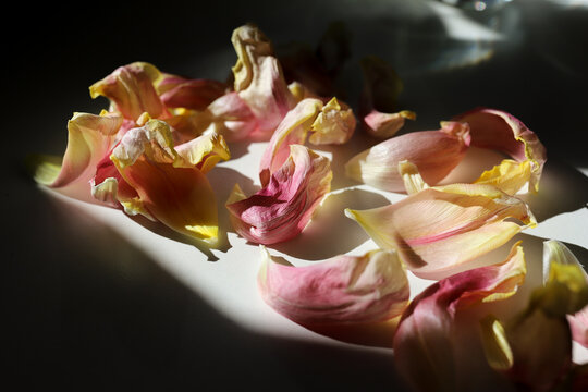 tulip petals