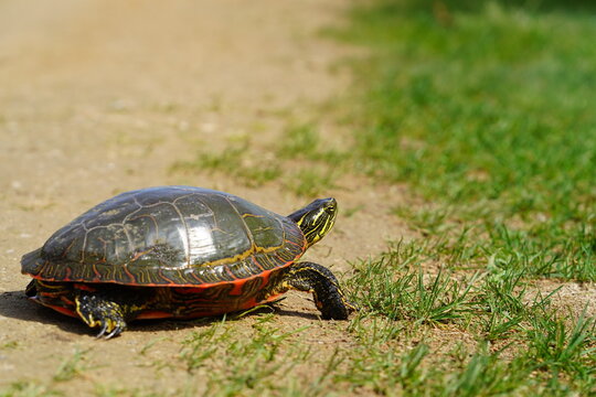 Chrysemys Picta a male Painted Turtle crawls around in water, sandy dirt road, and grass during sunny spring weather. 