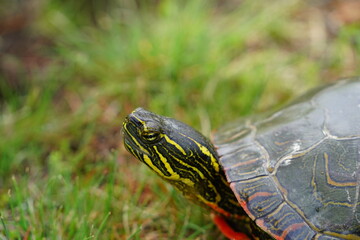 Fototapeta premium Chrysemys Picta a male Painted Turtle crawls around in water, sandy dirt road, and grass during sunny spring weather. 