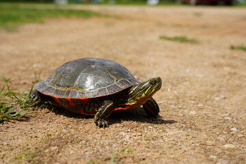 Chrysemys Picta a male Painted Turtle crawls around in water, sandy dirt road, and grass during sunny spring weather. 