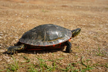 Chrysemys Picta a male Painted Turtle crawls around in water, sandy dirt road, and grass during...