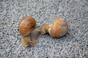Zwei Weinbergschnecken