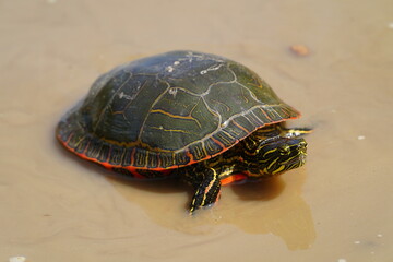 Chrysemys Picta a male Painted Turtle crawls around in water, sandy dirt road, and grass during sunny spring weather. 