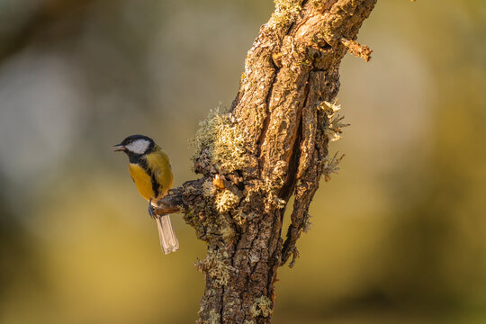 Great Tit (Parus Major)  