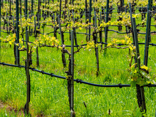 Weinanbau im Frühjahr