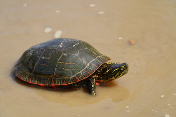 Chrysemys Picta a male Painted Turtle crawls around in water, sandy dirt road, and grass during sunny spring weather. 