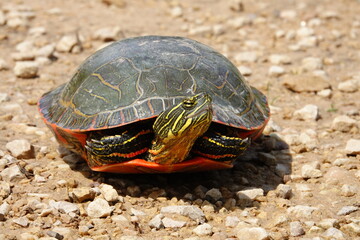 Chrysemys Picta a male Painted Turtle crawls around in water, sandy dirt road, and grass during sunny spring weather. 