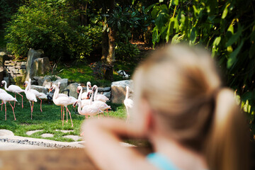 Young girl watching flamingos at a zoo