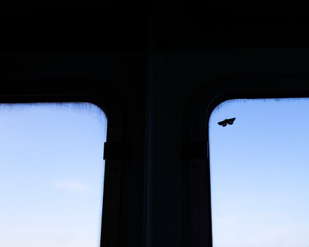 Moth on a window