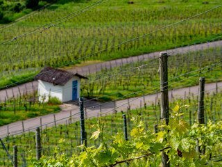 Weinanbau im Frühjahr