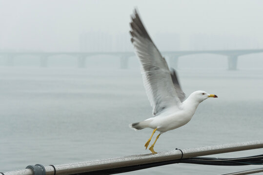 Seagull in misty day