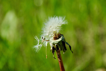 Heads of seeds of dandelion flower against green background in summer.