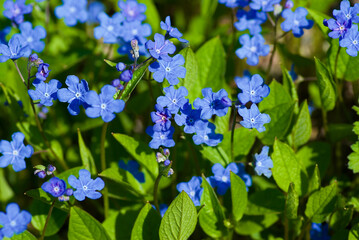 Bright blue flowers named Blue-eyed-Mary in flowerbed in spring.
