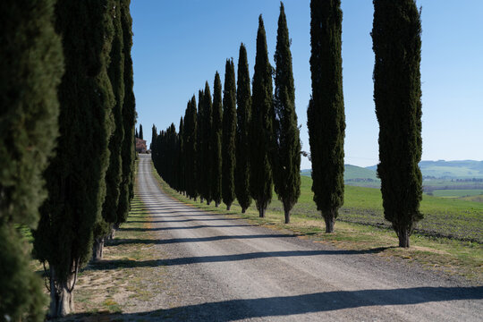 Tuscan Cypress trees and fields