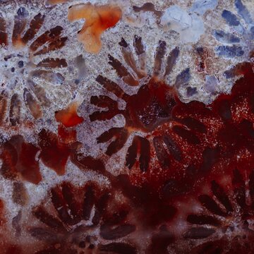 coral fossil mineral texture detail