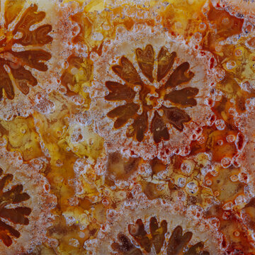 coral fossil mineral texture detail