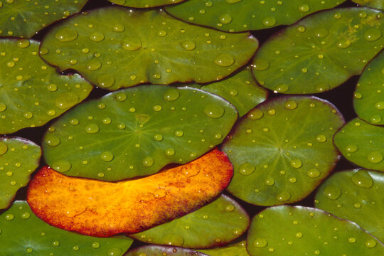 Okefenokee lilipads lilypad round raindrops Georgia film