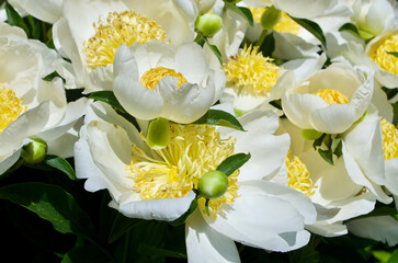 Flowering white peony plant in summer in Germany.