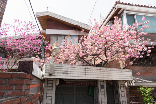 House with pink trees in Seoul