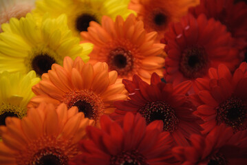 Background. Gerber flosers close-up.