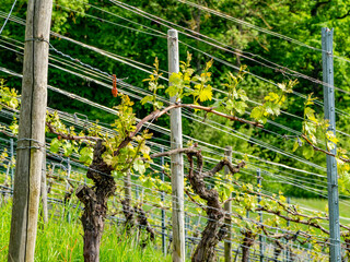 Weinanbau im Frühjahr