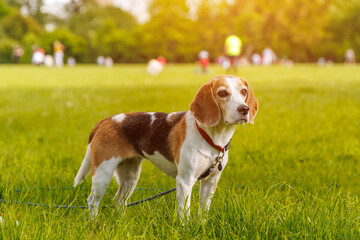 Beagle dog on the green grass in a park.