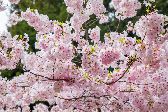 Blooming Cherry blossom trees