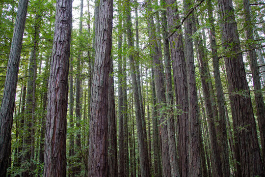 Forest of redwood trees