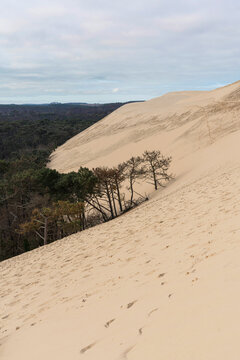 Dune and forest