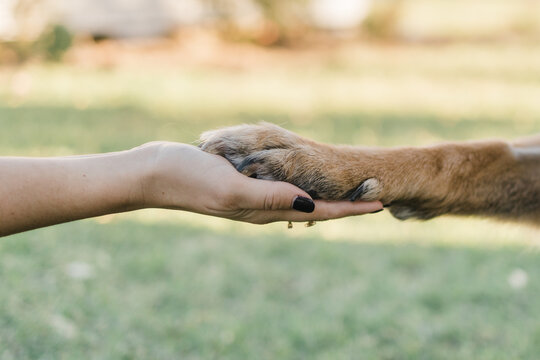 human hand holding dogs paw