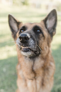 old dog toothy grin
