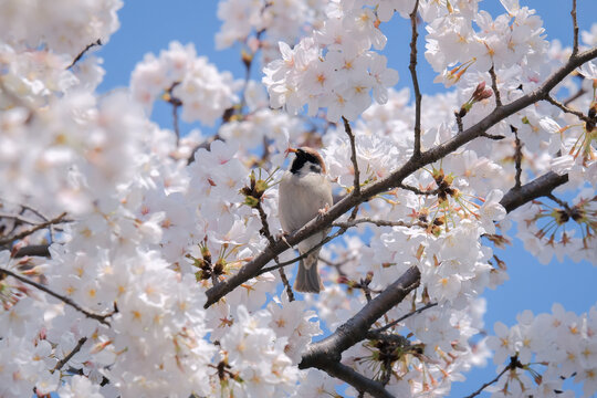 Little bird perching on branch of blossom cherry tree