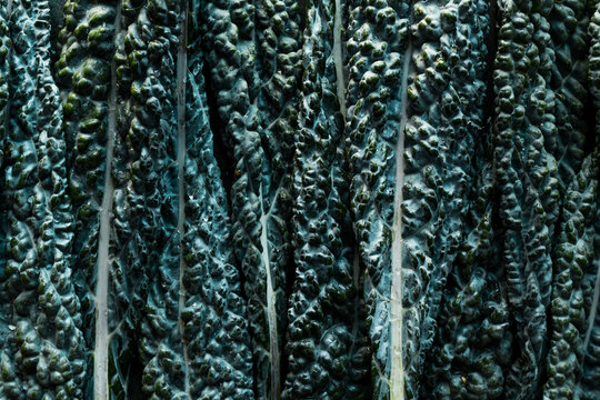 A row of kale