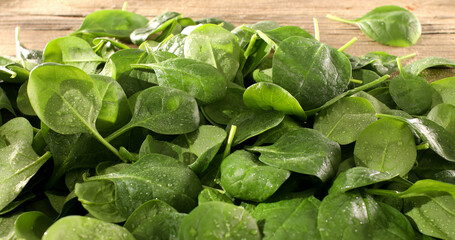 fresh spinach on the table. green spinach leaves close up. healthly food. salad ingredient. drops of water on green leaves.
