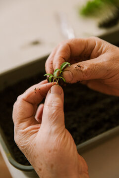 Transplanting tomato seedlings 