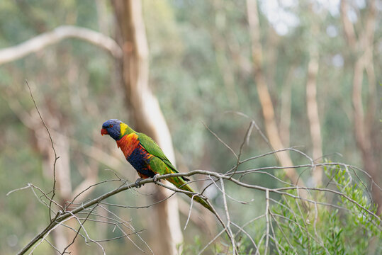 Rosella bird 