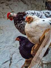 Hühner im Hühnerstall