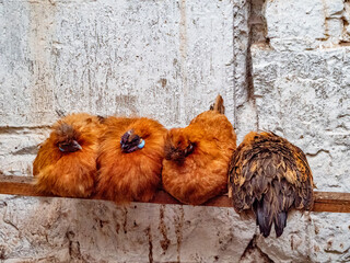 Hühner im Hühnerstall