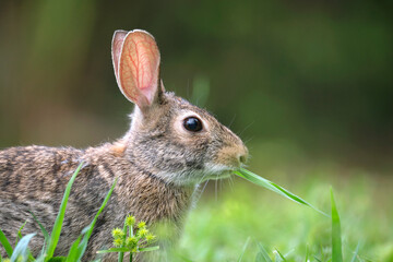 Grey small hare eating grass on summer field. Wild rabbit in nature