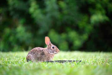 Grey small hare eating grass on summer field. Wild rabbit in nature