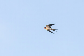 swallow in flight