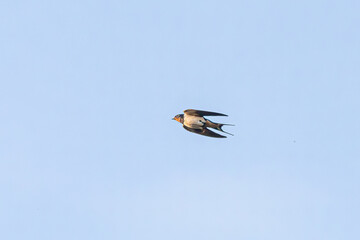 swallow in flight