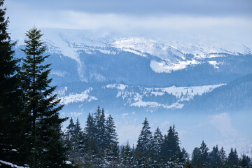 Winter landscape with dark spruse trees of snow covered forest in cold mountains