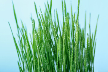 Fresh wheatgrass with water drops on blue background
