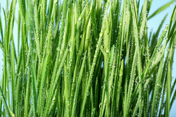 Fototapeta premium Fresh wheatgrass with water drops on blue background