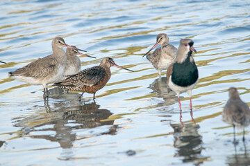 Fototapeta premium Godwit fishing in the blue lake
