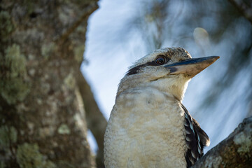 Vibrant Avian Species: Kookaburra Sitting in NSW Australia's Gum Tree